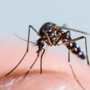 ÉRTESÍTÉS szúnyoggyérítésről