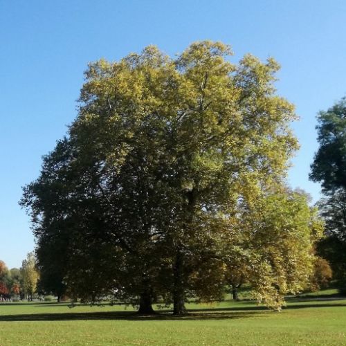 LAKOSSÁGI FELHÍVÁS gesztenye- és platánfák permetezéséről