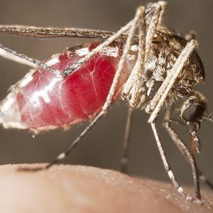 ÉRTESÍTÉS szúnyoggyérítésről