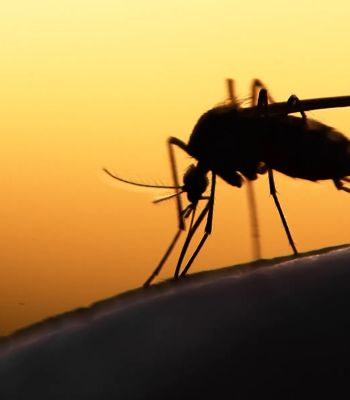 ÉRTESÍTÉS földi-kémiai szúnyoggyérítésről