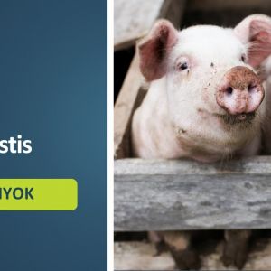 FONTOS TÁJÉKOZTATÓ! Járványvédelmi Szigorítások az Afrikai Sertéspestis (ASP) Miatt a Siklósi Járásban