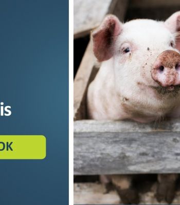 FONTOS TÁJÉKOZTATÓ! Járványvédelmi Szigorítások az Afrikai Sertéspestis (ASP) Miatt a Siklósi Járásban