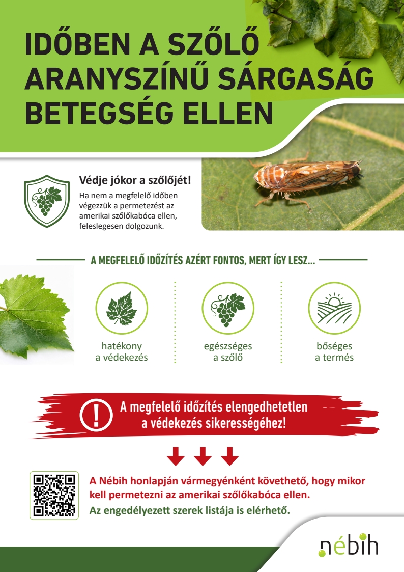 Időben a szőlő aranyszínű sárgaság ellen
