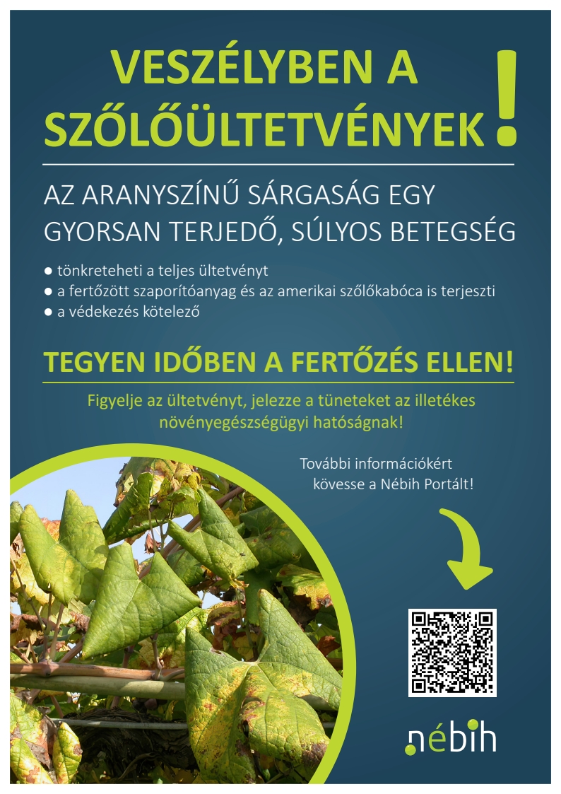 Veszélyben a szőlőültetvények